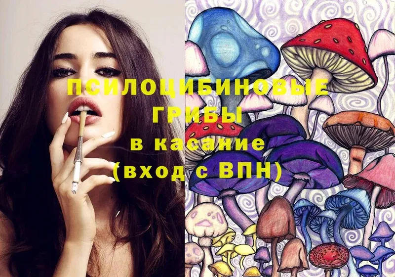 Псилоцибиновые грибы Cubensis  Приморско-Ахтарск 